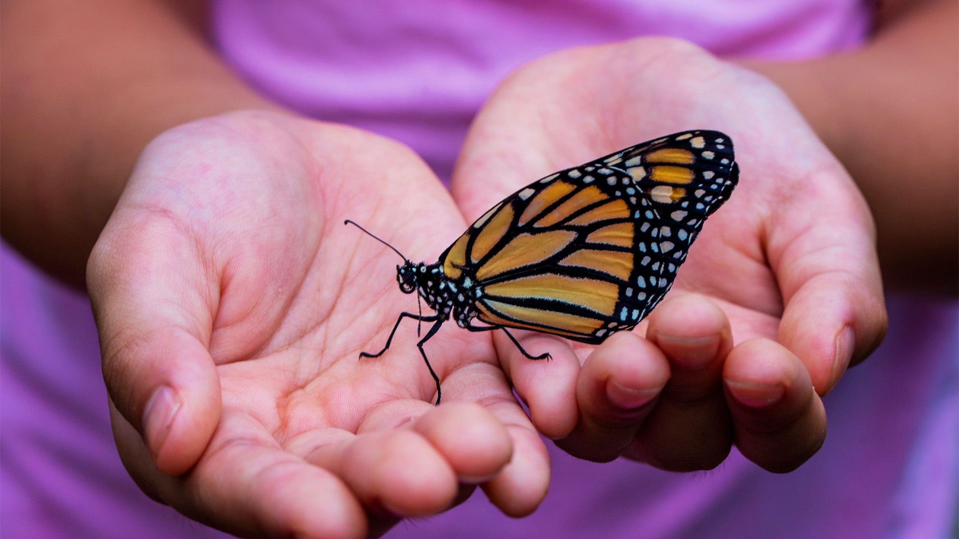 Wildlife Safari in Your Backyard: Teaching Preschoolers About Local Flora and Fauna